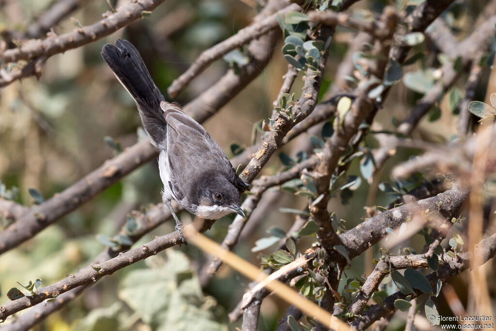 Arabian Warbler