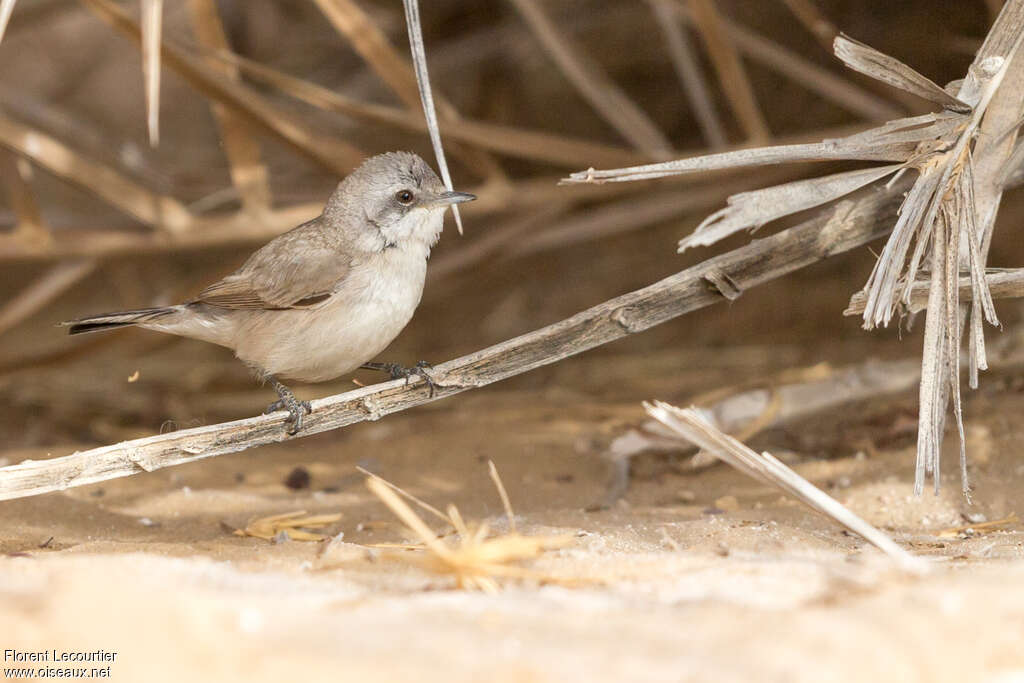 Lesser Whitethroat (minula), identification