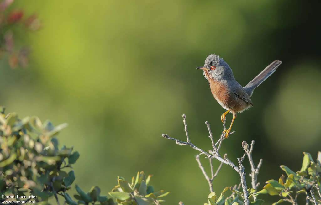 Dartford Warbler male adult breeding, Behaviour
