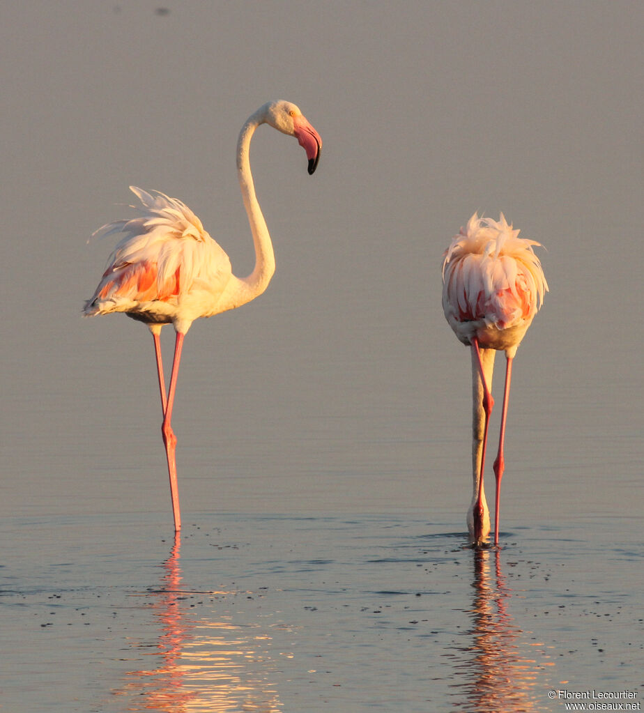 Greater Flamingo