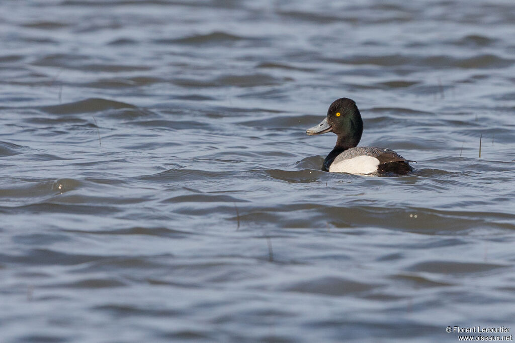 Lesser Scaup male