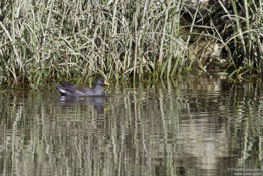 Lesser Moorhen