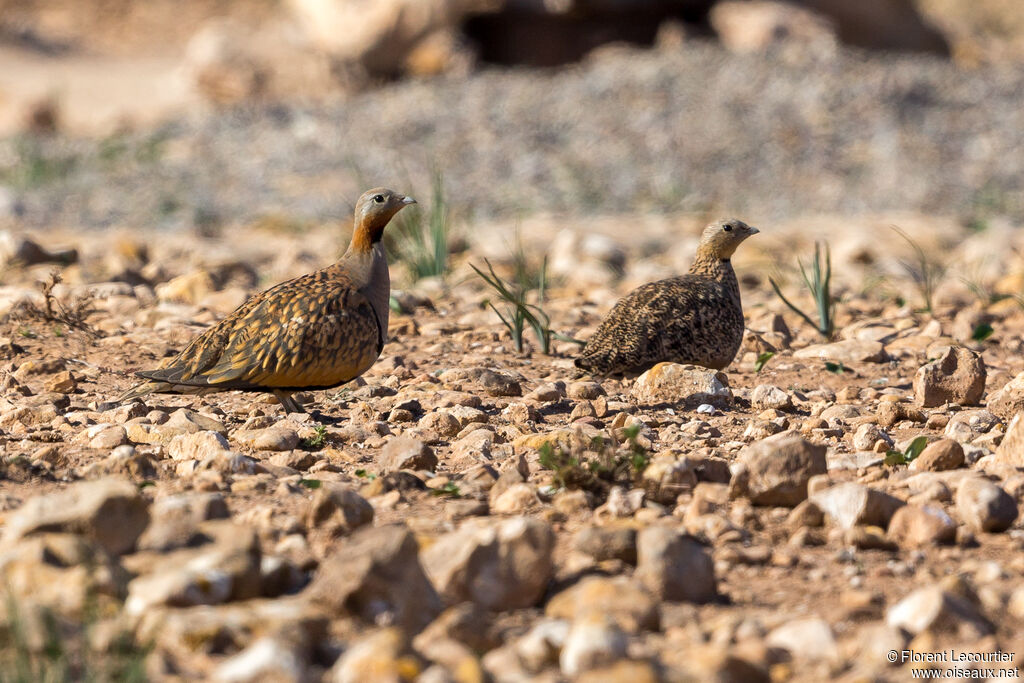 Black-bellied Sandgrouseadult
