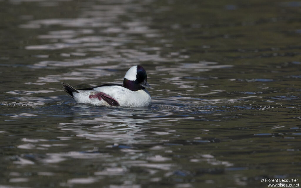 Bufflehead male adult