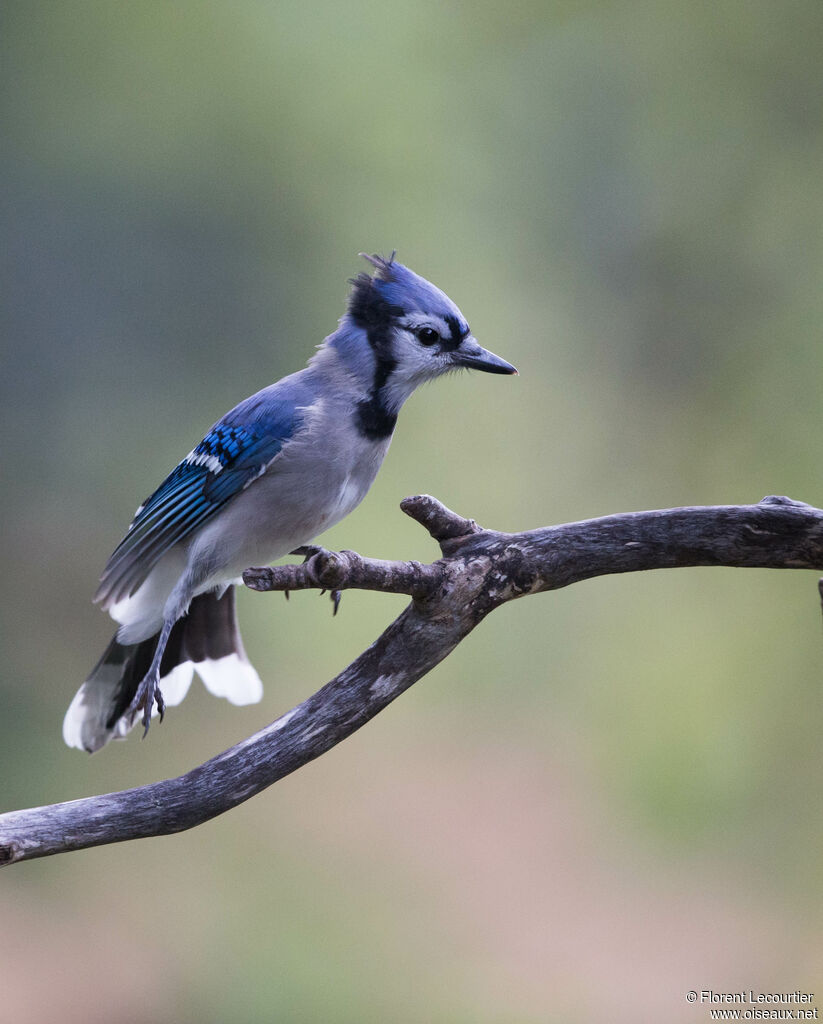 Blue Jay