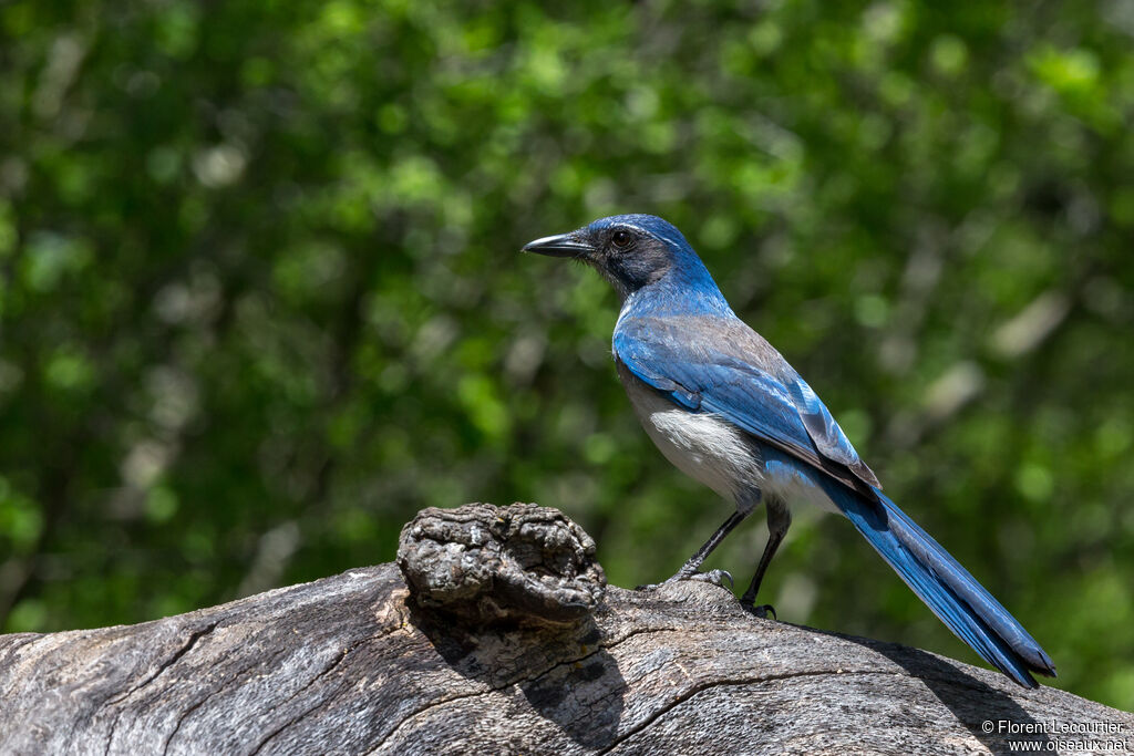 Woodhouse's Scrub Jay