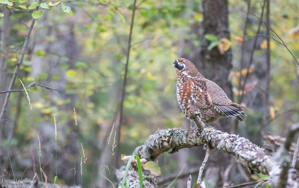 Hazel Grouse male adult, identification