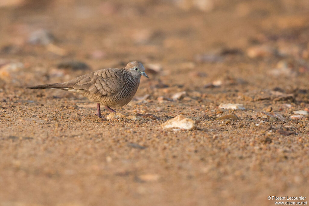 Zebra Dove