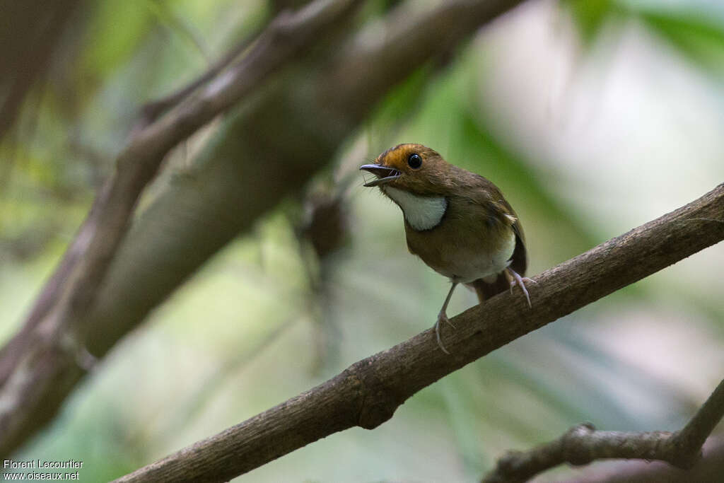 Rufous-browed Flycatcheradult