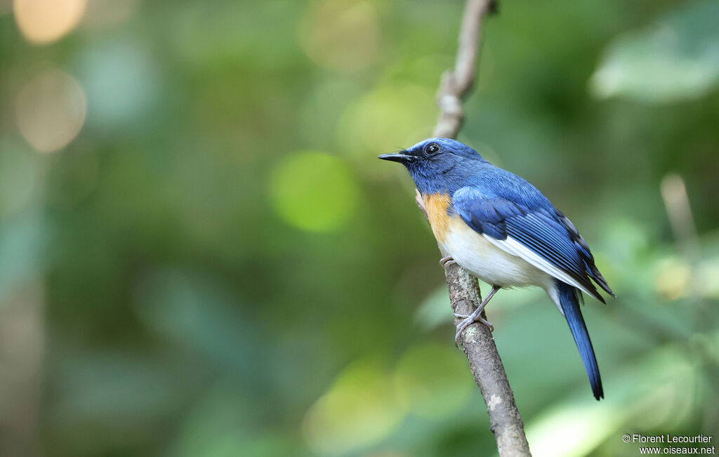 Gobemouche à menton bleu mâle