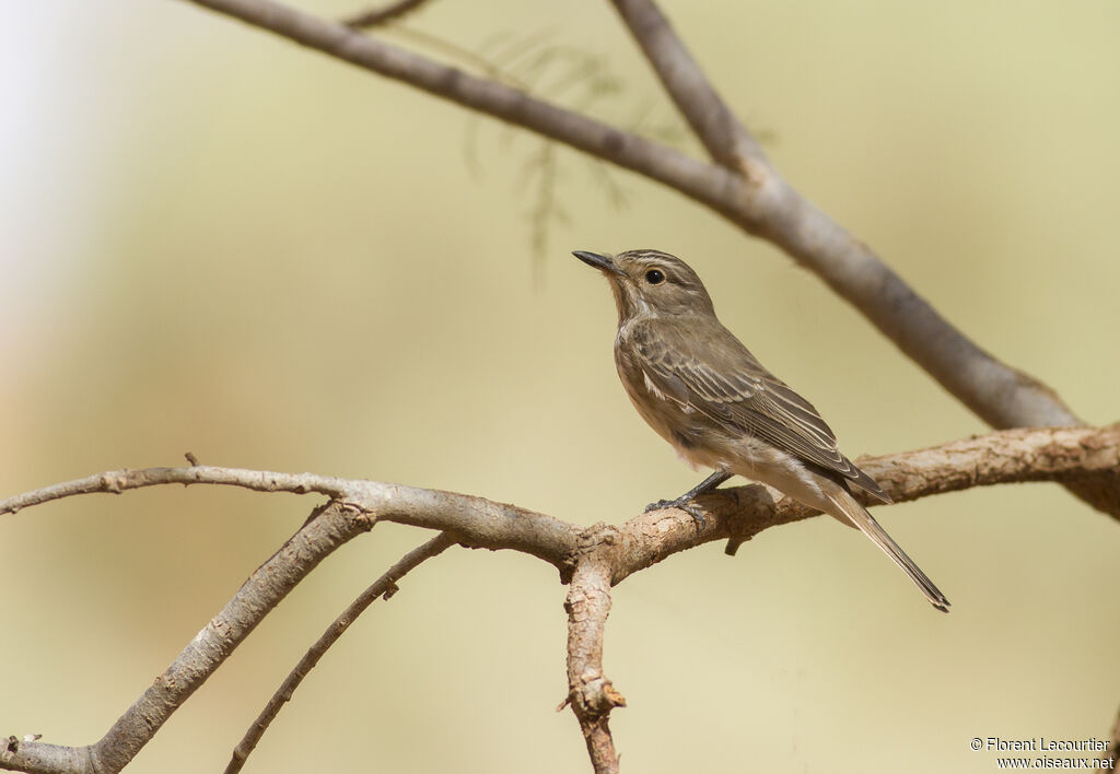 Spotted Flycatcher