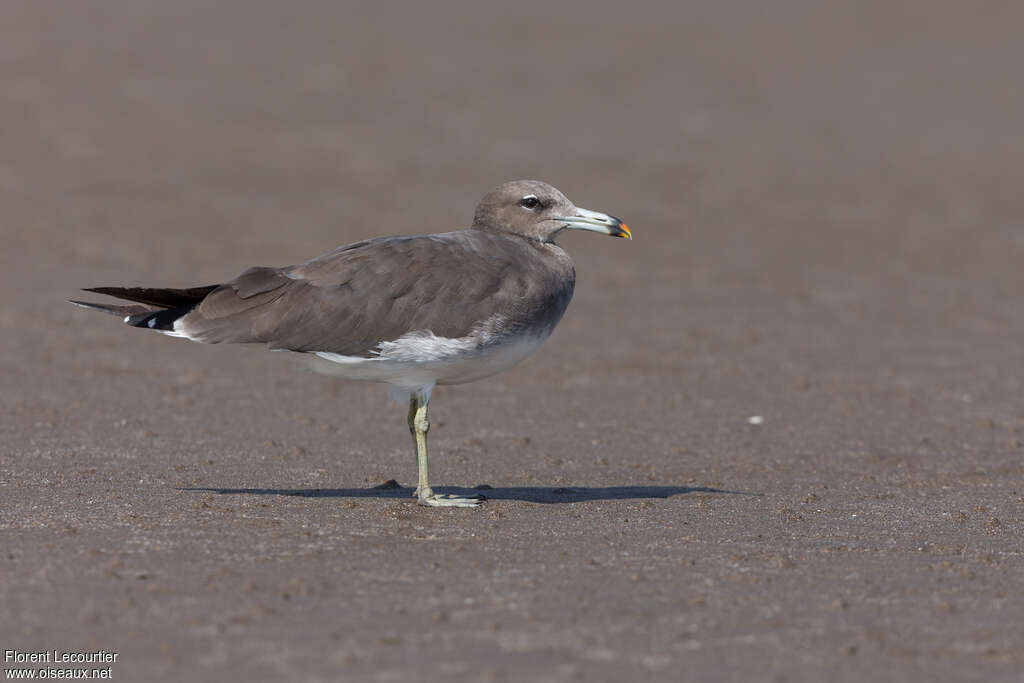 Sooty Gulladult, identification