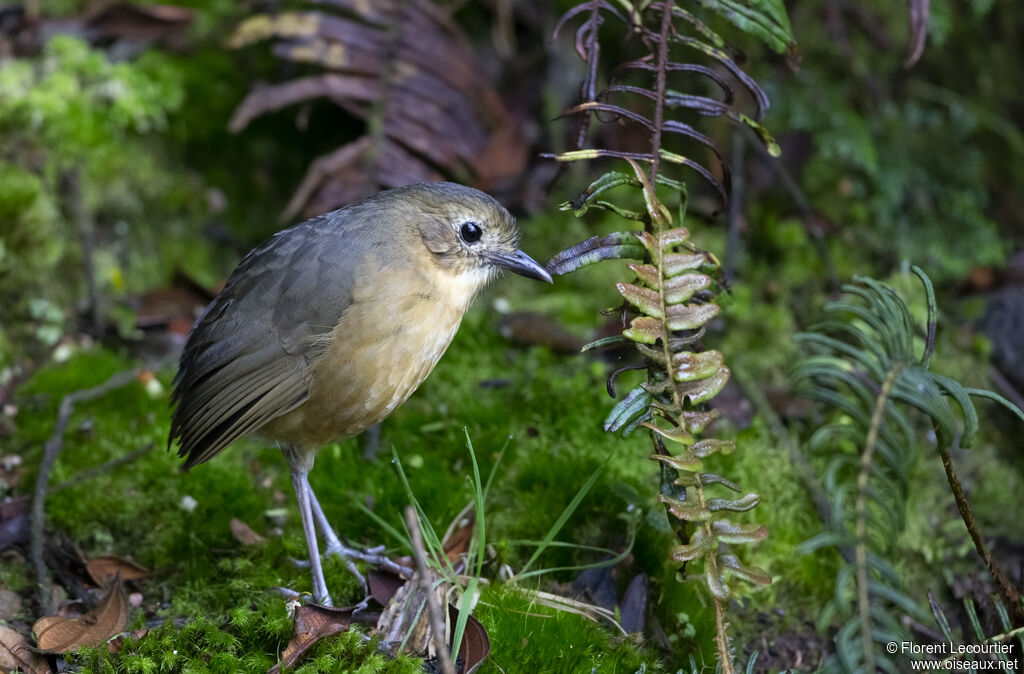 Tawny Antpitta