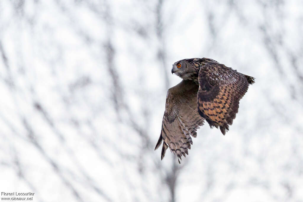 Eurasian Eagle-Owl