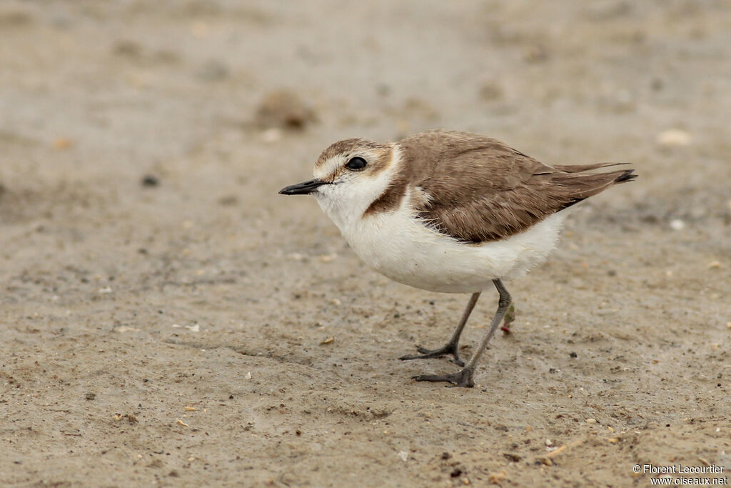 Kentish Plover