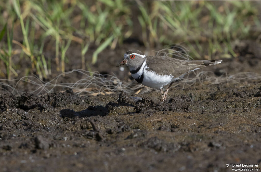 Three-banded Plover