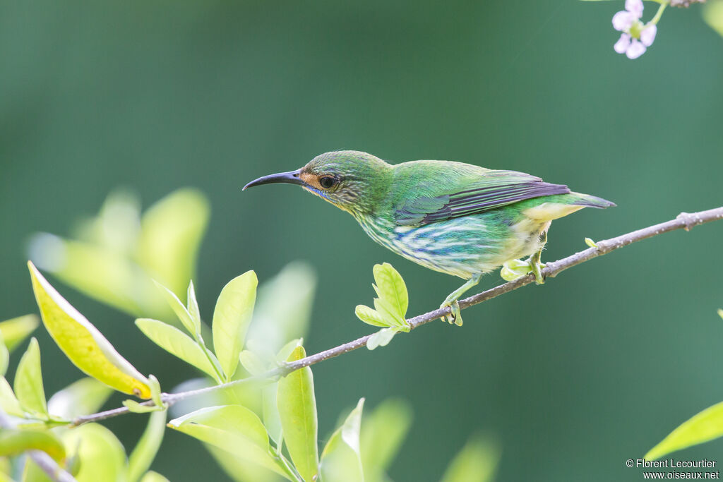 Purple Honeycreeper female
