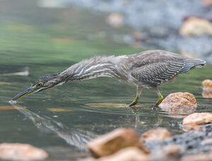 Héron des mangroves