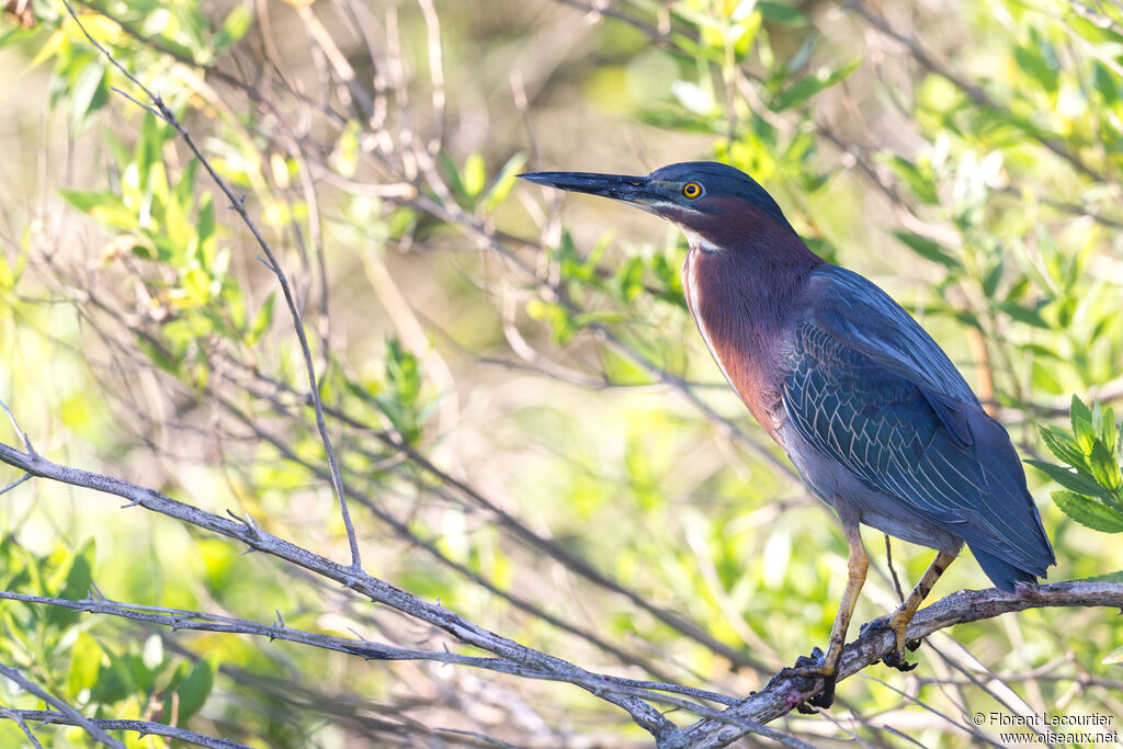 Green Heron