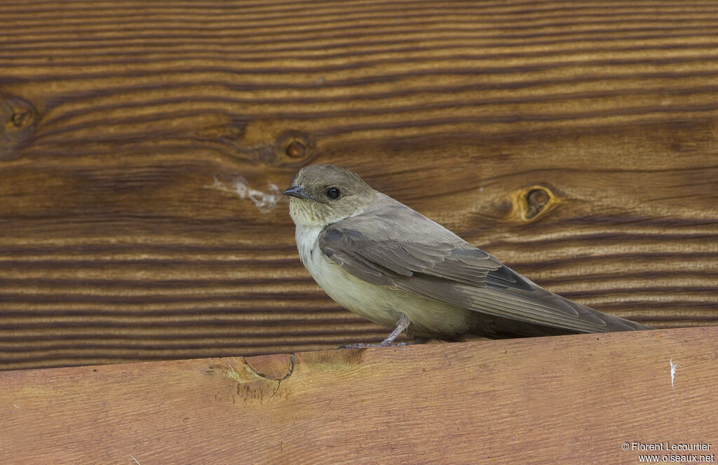 Eurasian Crag Martin