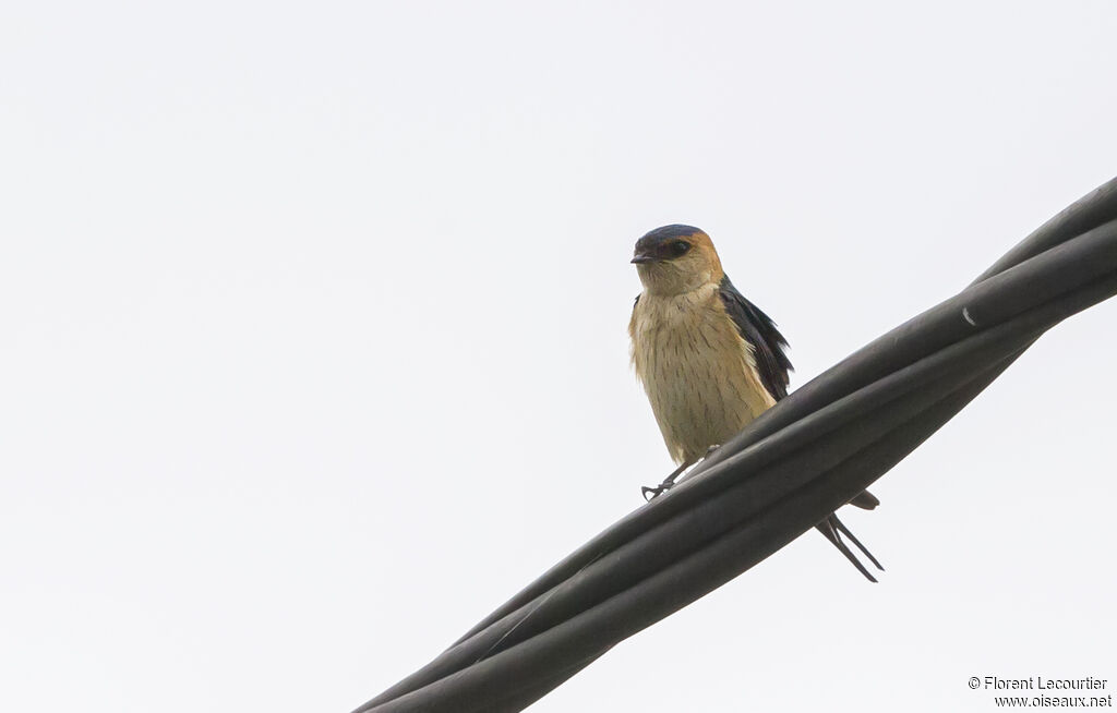 European Red-rumped Swallowadult breeding