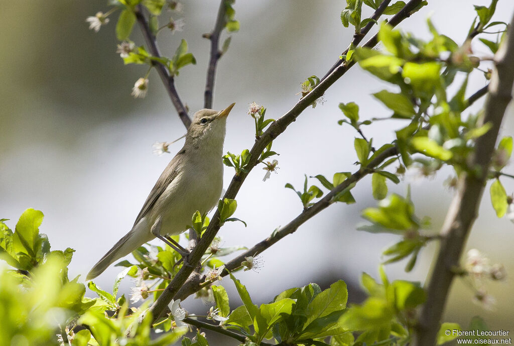 Eastern Olivaceous Warbler