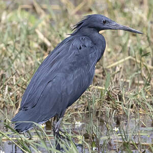 Aigrette ardoisée
