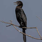 Cormoran de Vieillot