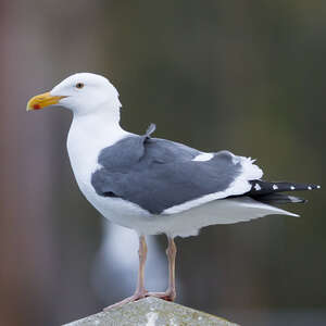 Goéland d'Audubon