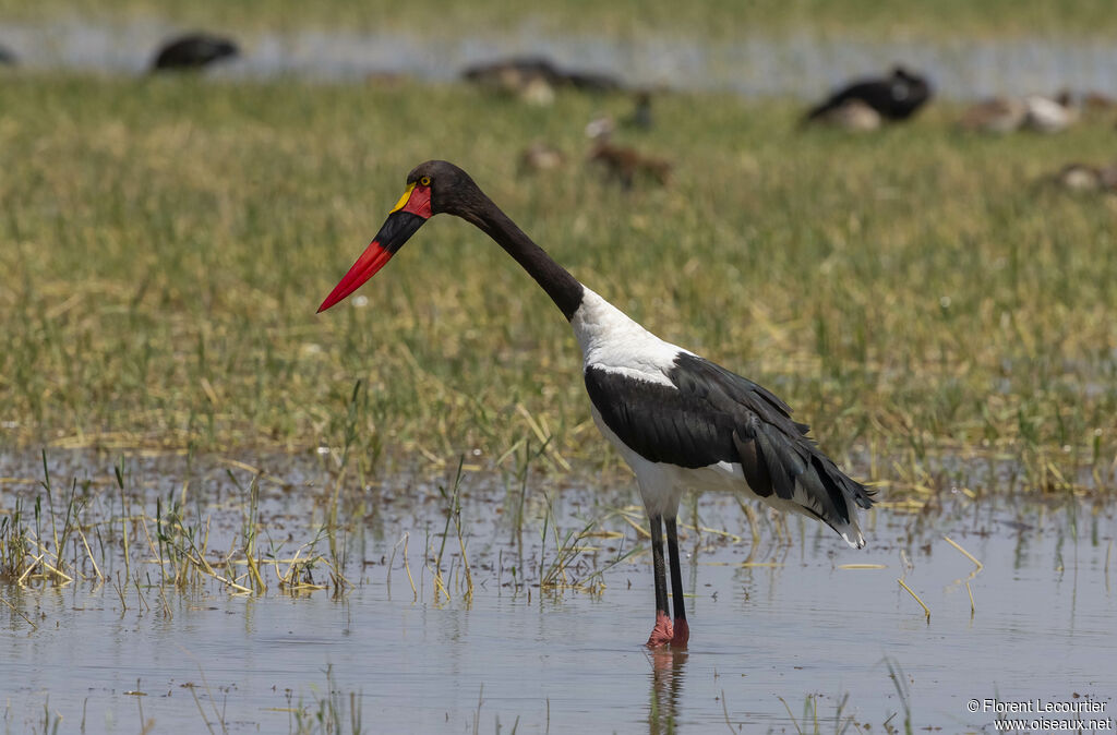 Saddle-billed Stork female adult