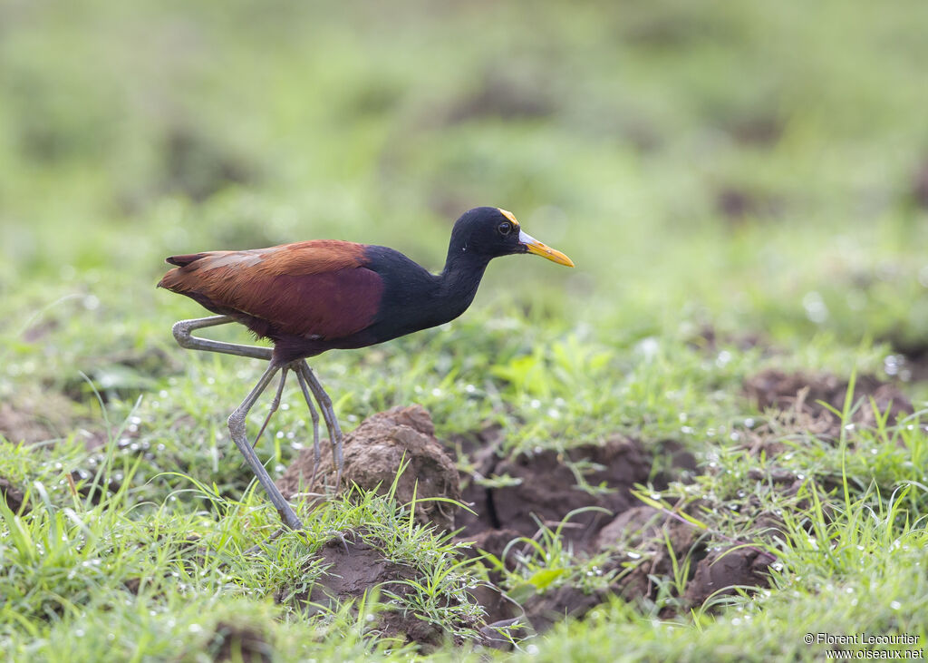 Jacana du Mexique