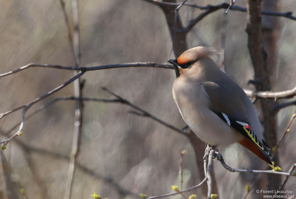 Bohemian Waxwing