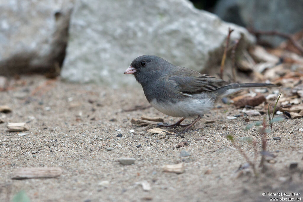 Junco ardoisé