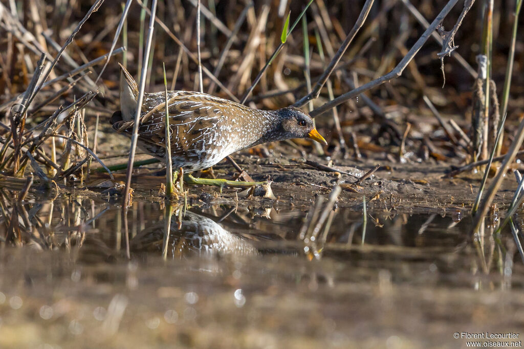 Spotted Crake
