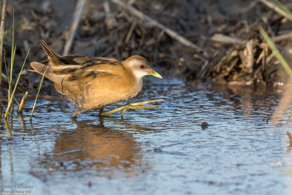 Little Crake female adult breeding, identification