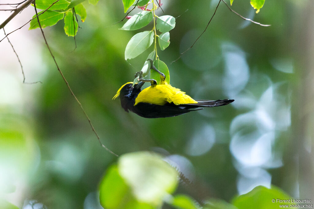 Sultan Tit