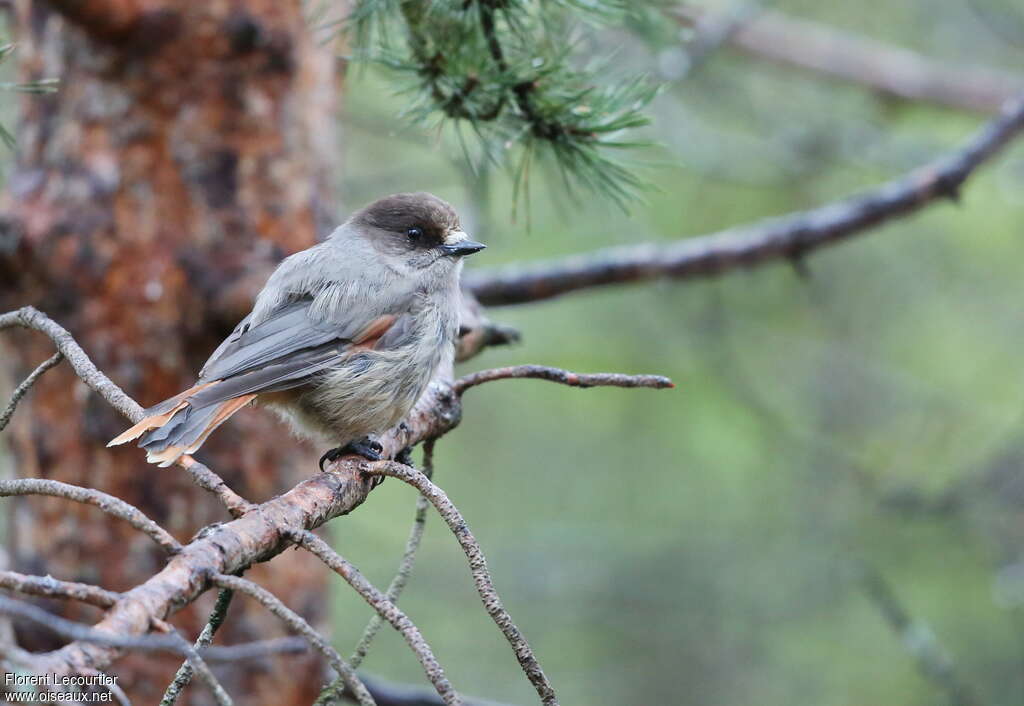 Siberian Jayadult, habitat, camouflage, pigmentation