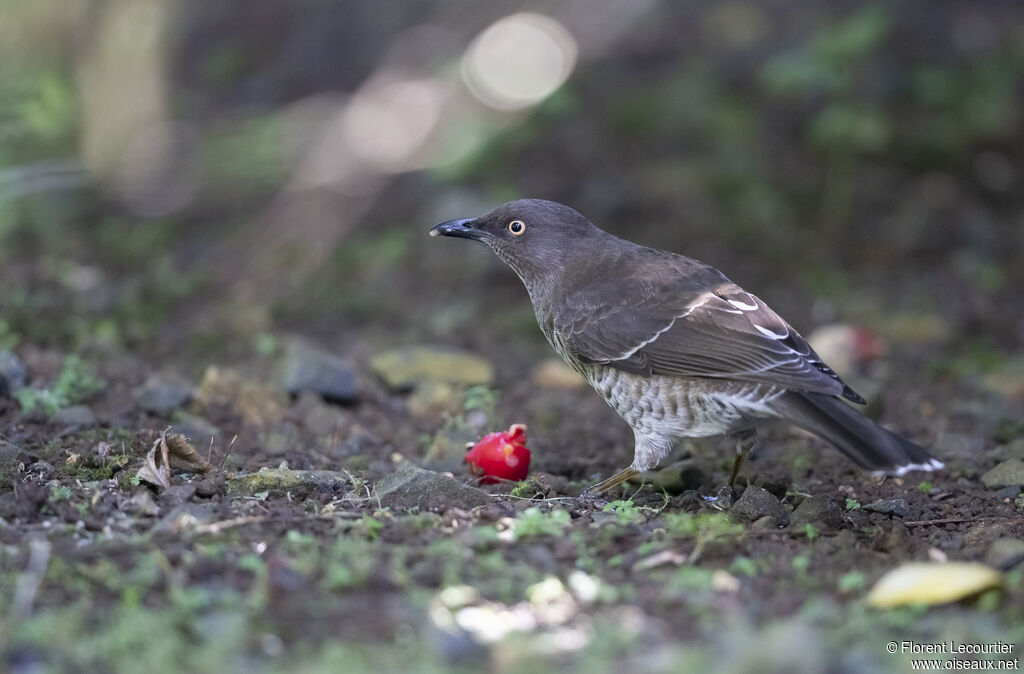 Scaly-breasted Thrasher