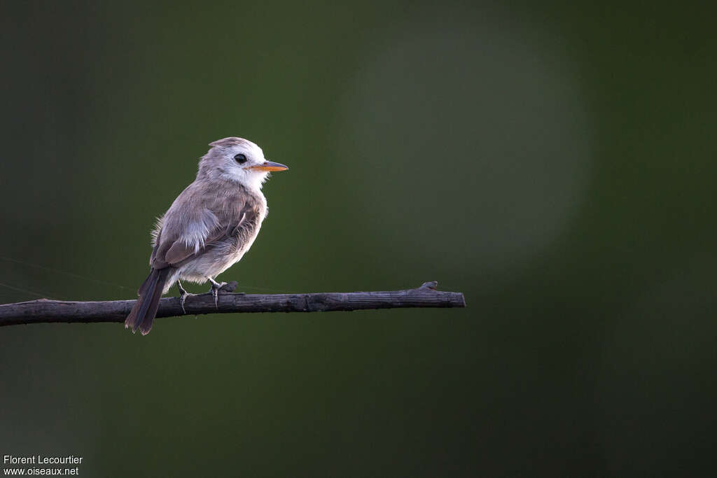 White-headed Marsh Tyrant female