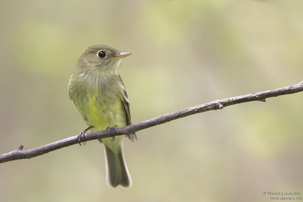 Yellow-bellied Flycatcher
