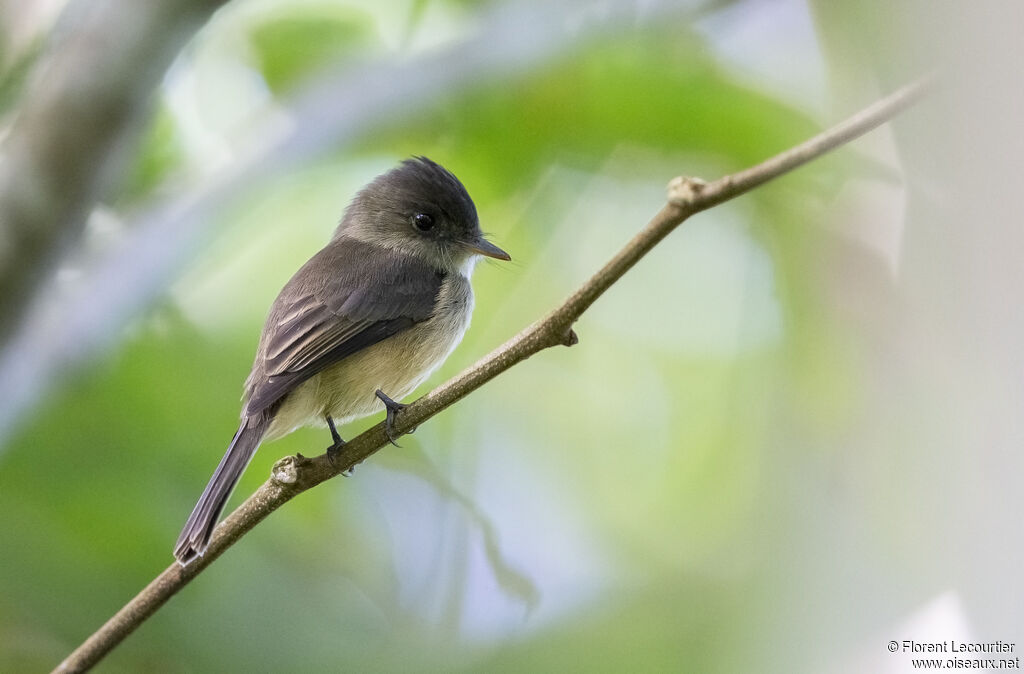 Lesser Antillean Pewee