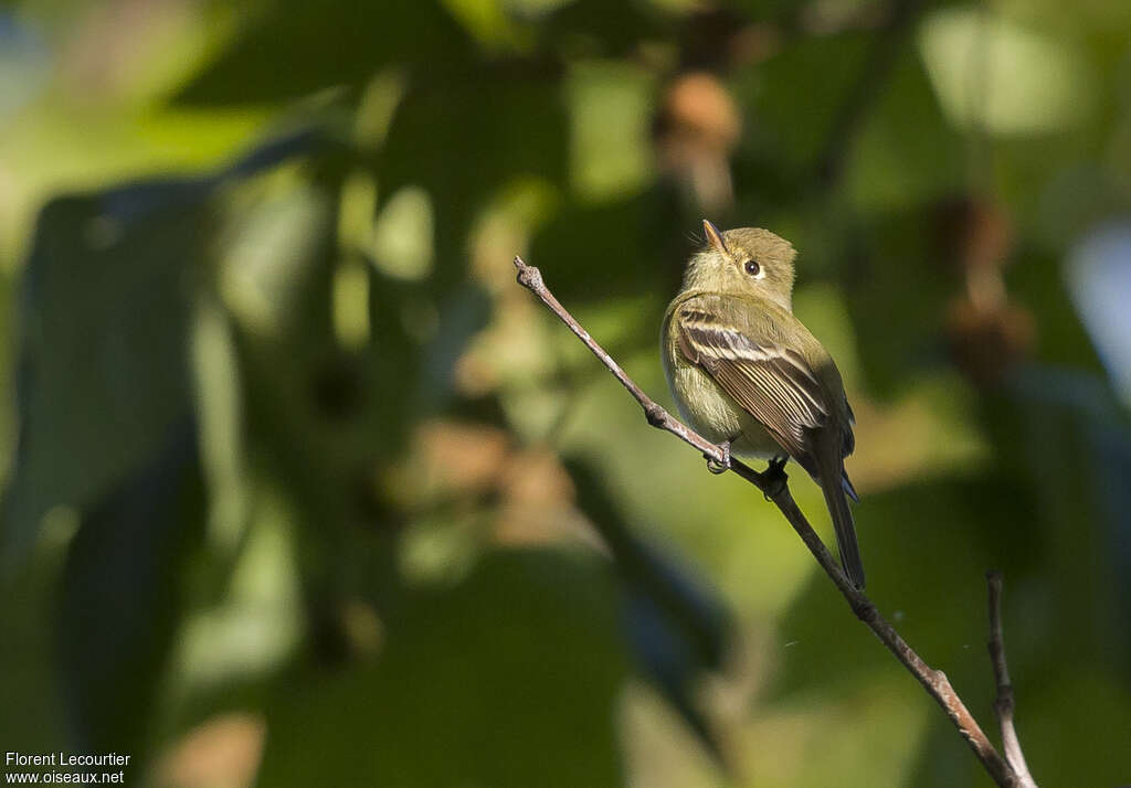 Moucherolle obscuradulte, identification