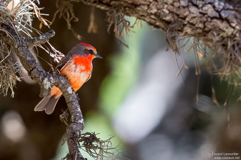 Vermilion Flycatcher male