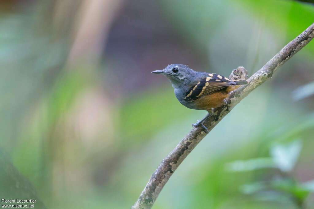 Myrmidon moucheté mâle adulte, identification