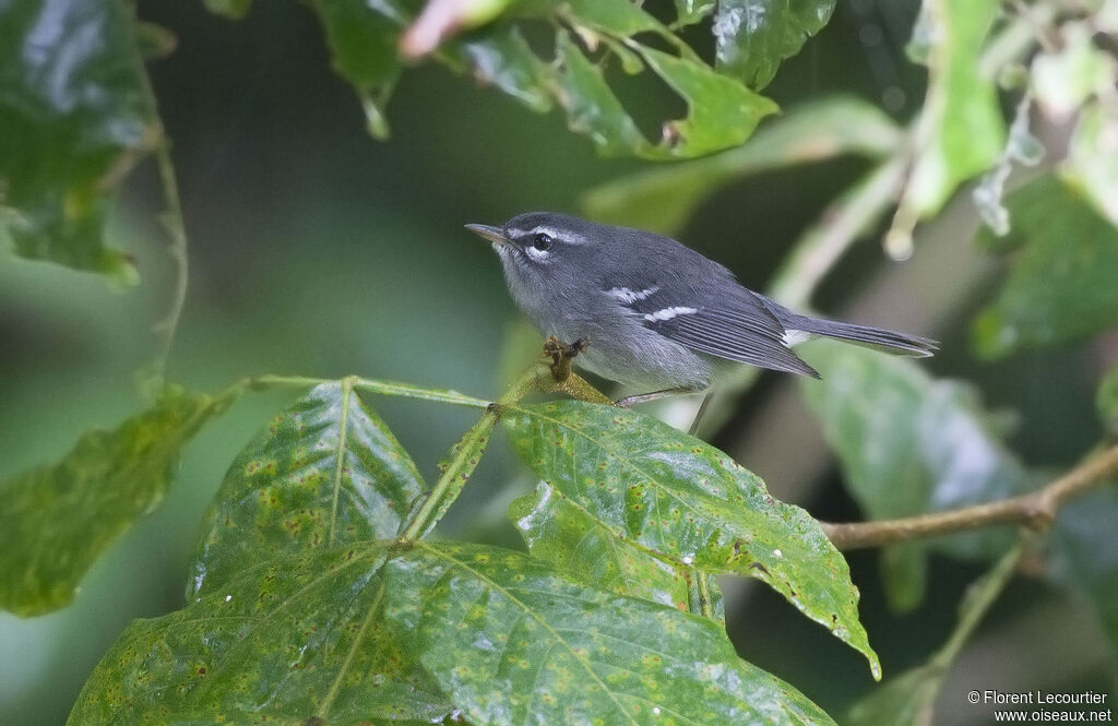 Plumbeous Warbler