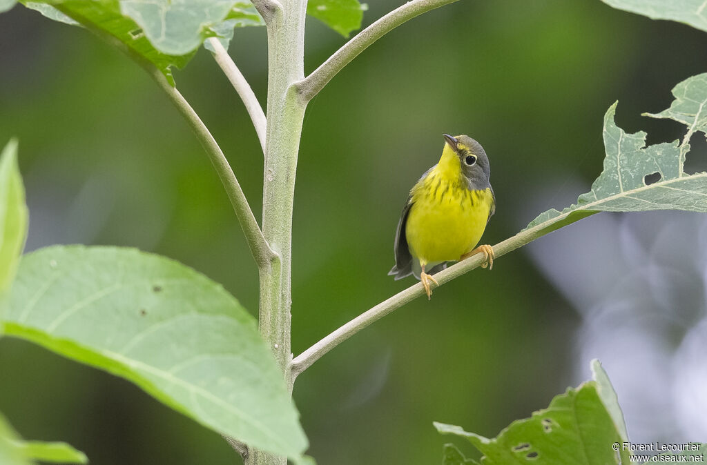Canada Warbleradult post breeding