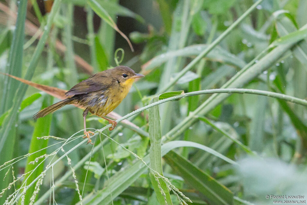 Masked Yellowthroat female