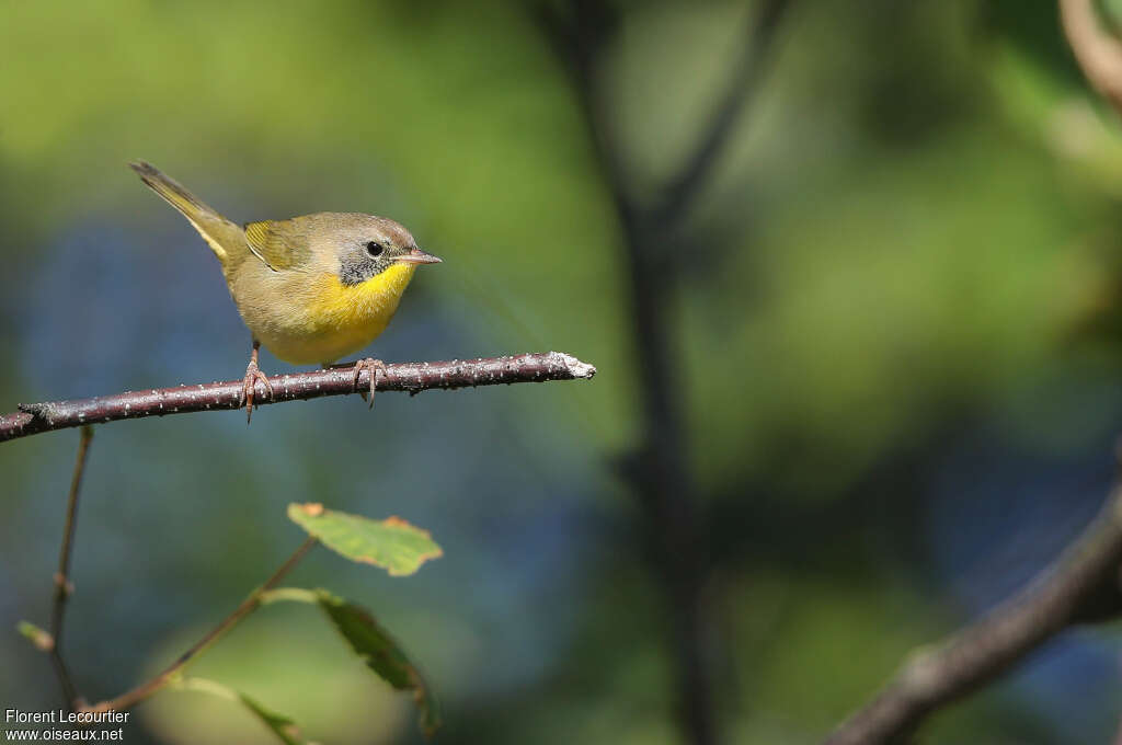 Common Yellowthroat male subadult, identification