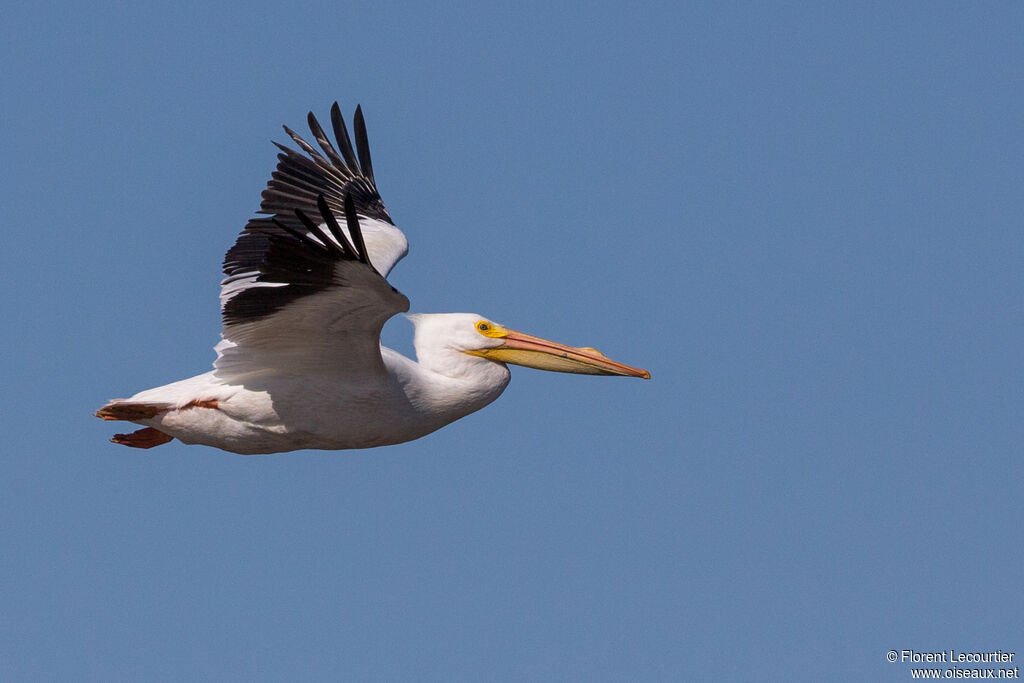 American White Pelican