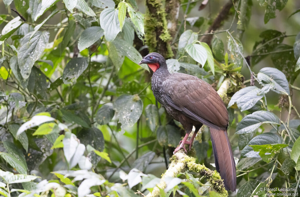 Cauca Guan